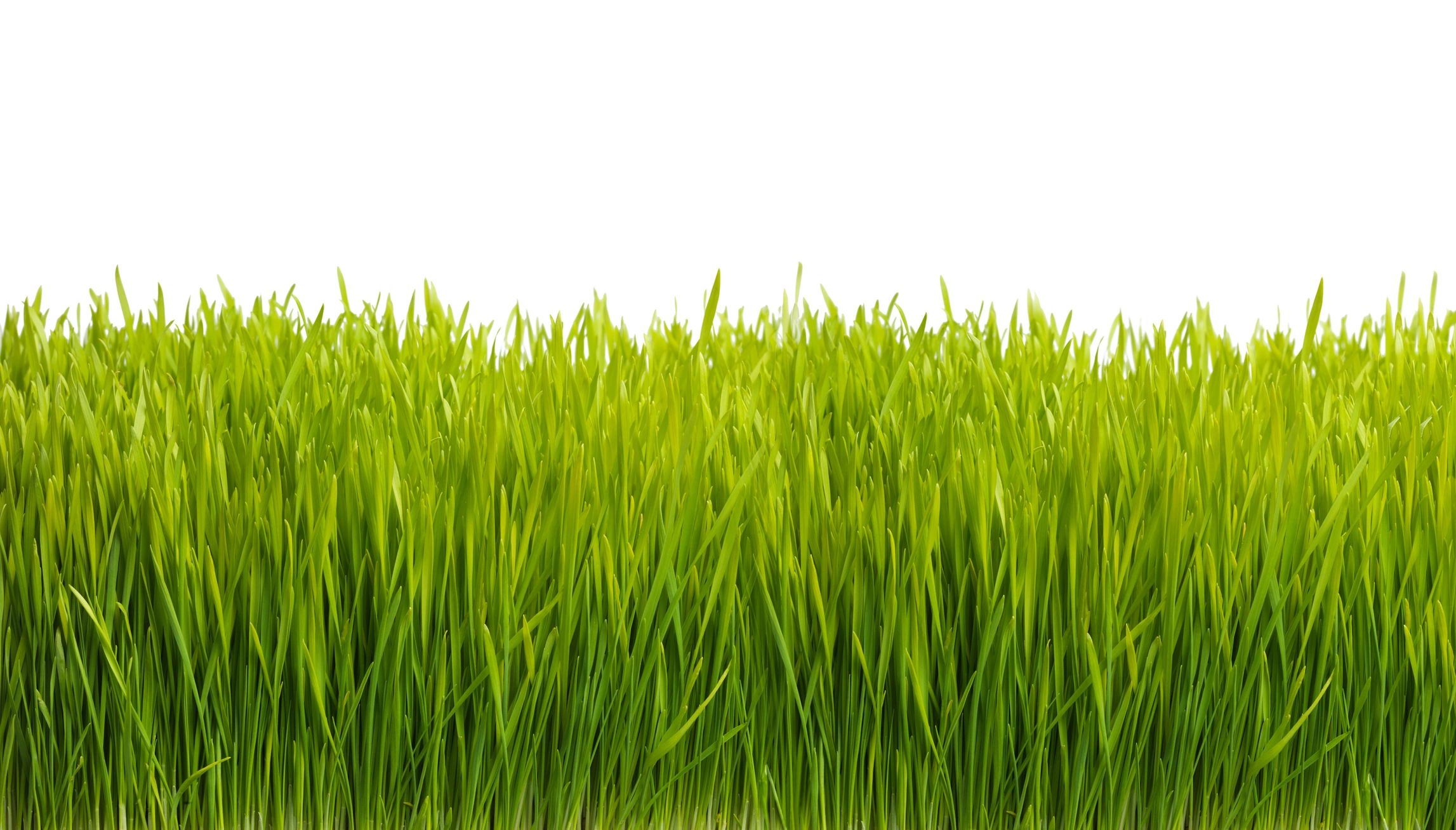 Fresh wheatgrass representing natural wellness